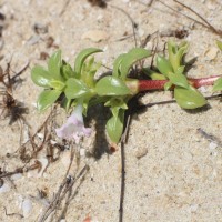 Hydrophylax maritima L.f.